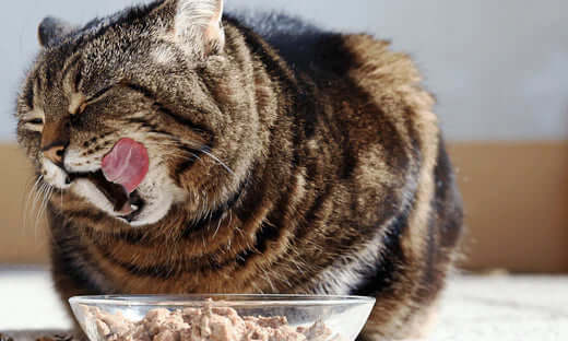 Silver bowl of quality natural grain free cat food from Pets Larder