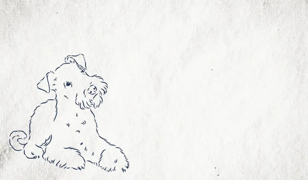 Black and white dog drawing accidents indoors with favourite human