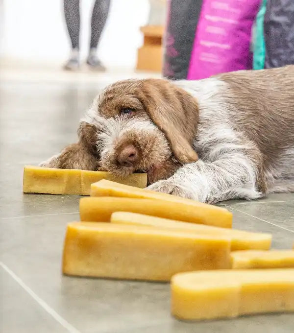 The Pets Larder Natural Pet Shop tough dog chews.