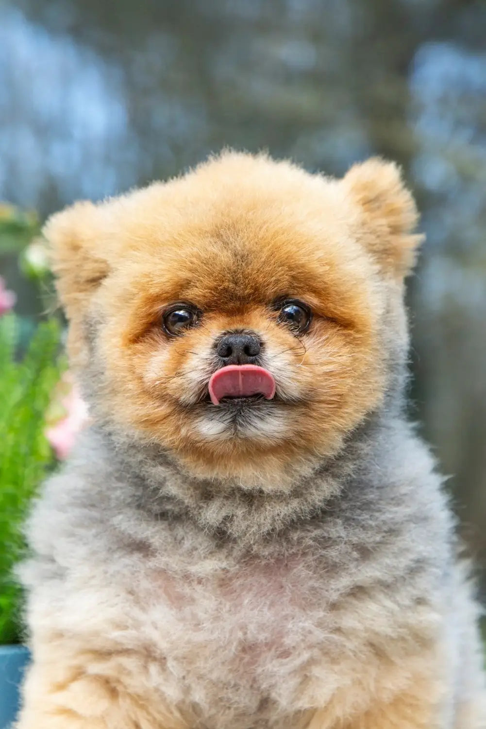 Brown fur teddy bear dog toy with gray accents in dog accessories collection