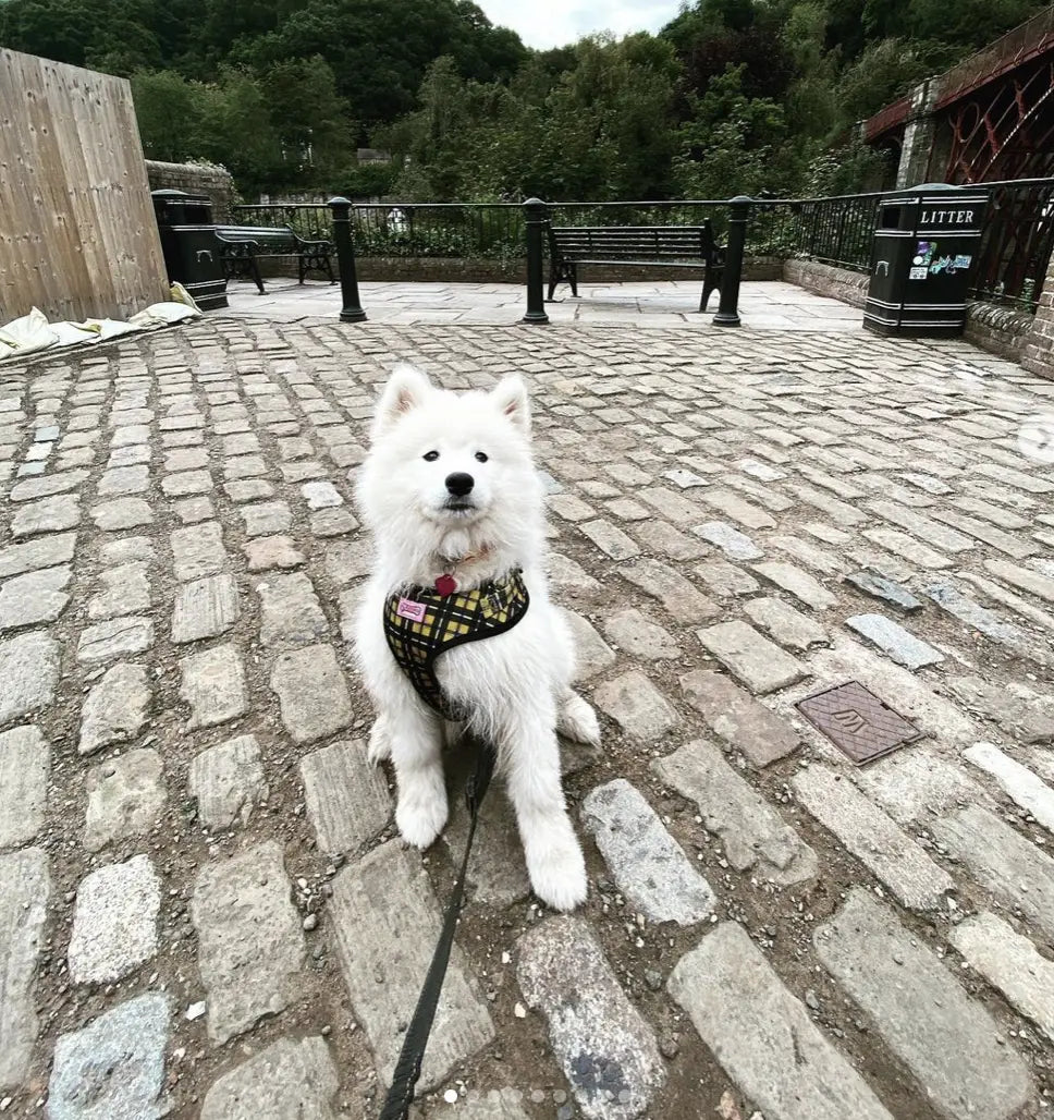 White fluffy dog harness with black and yellow pattern, adjustable straps for dog accessories.