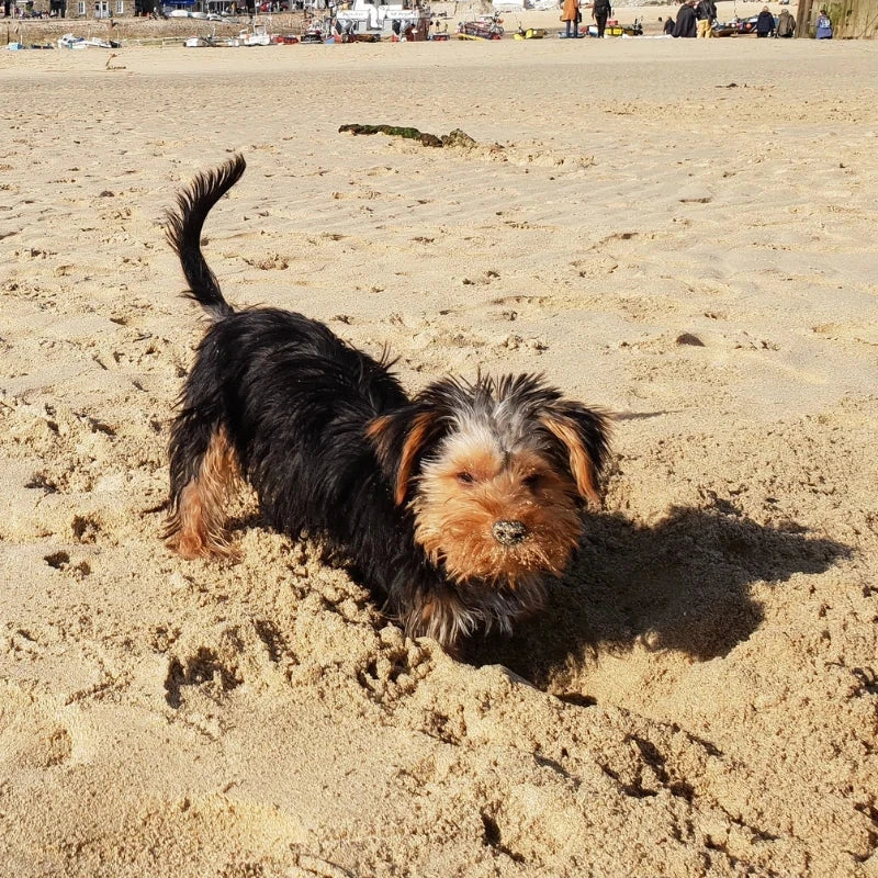 Fluffy black and tan dog on sandy beach at Natural Dog Shop
