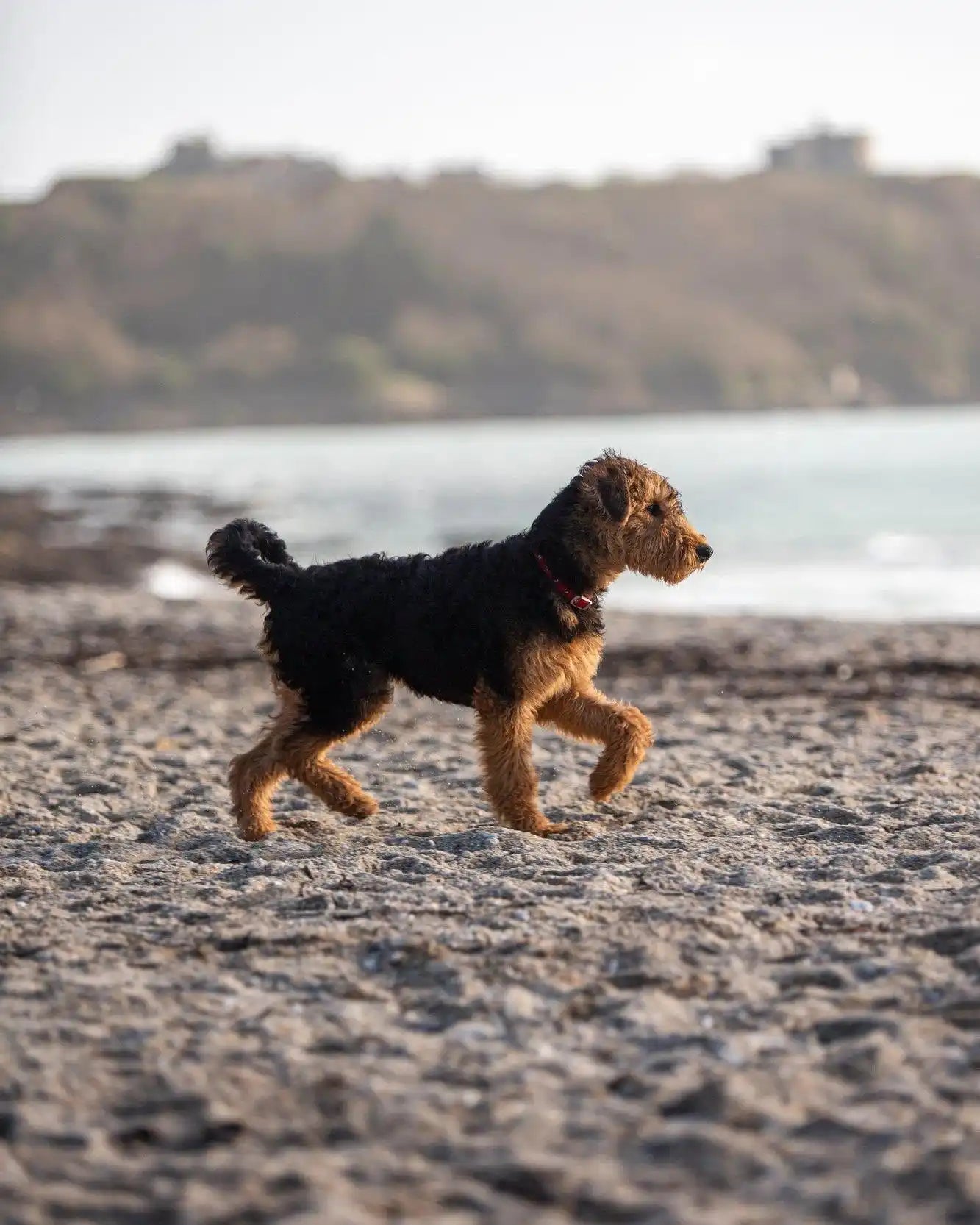 Black and tan Airedale terrier collar with silver buckle for natural puppy treats