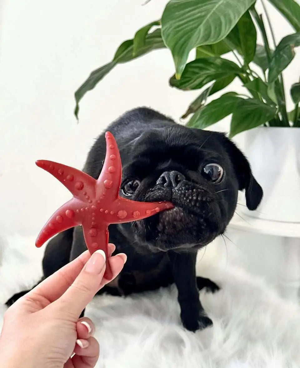 Red starfish dog toy in Pets Larder vegetable dog chews collection