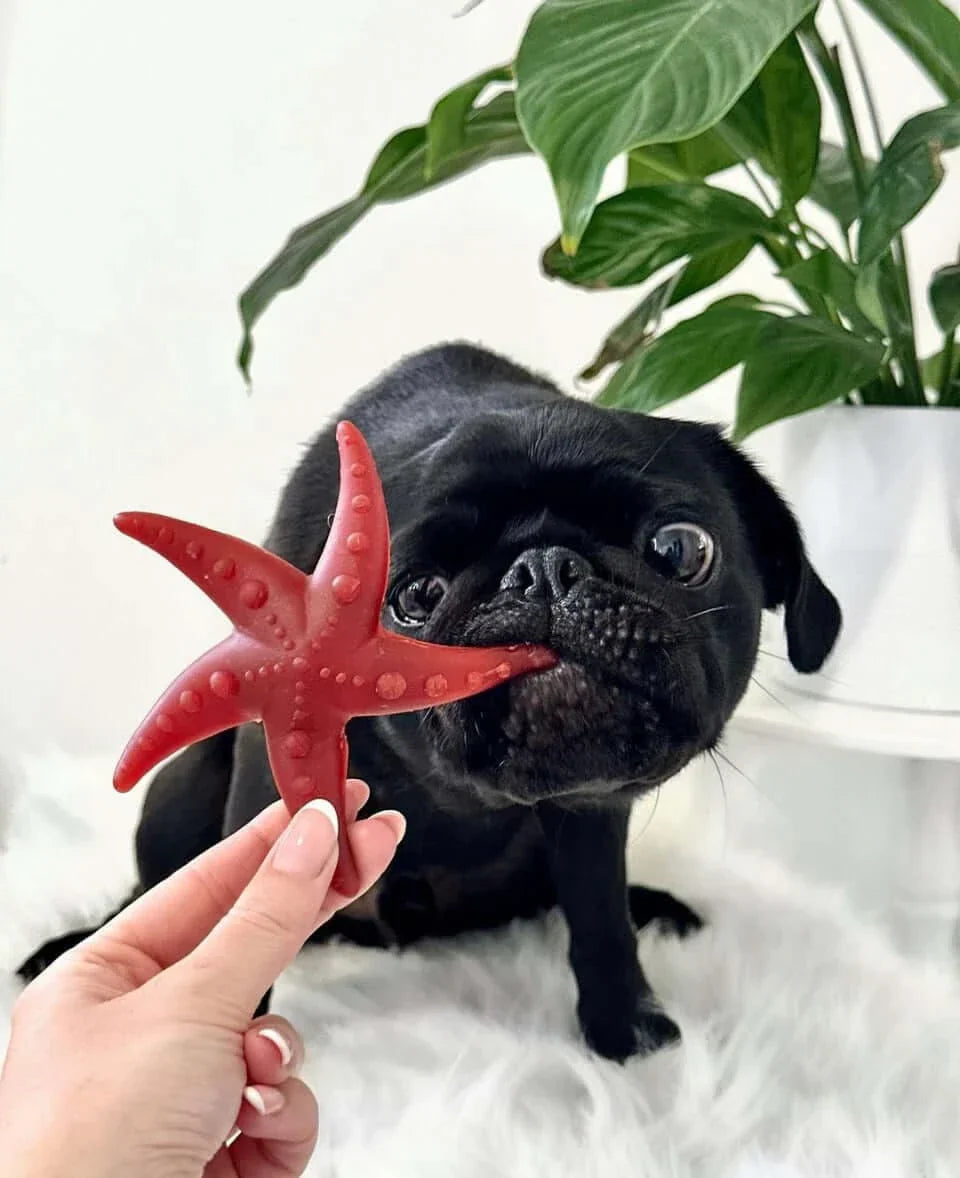 Red starfish dog toy in vegetarian treats collection