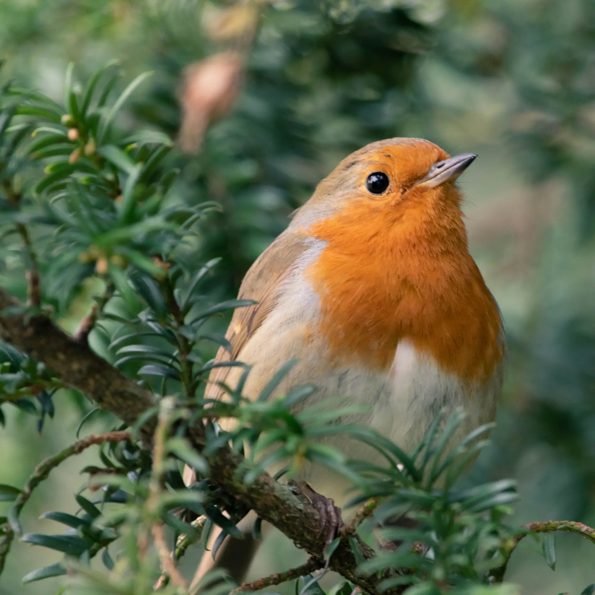 Orange and white robin on green branch in wild animal food collection