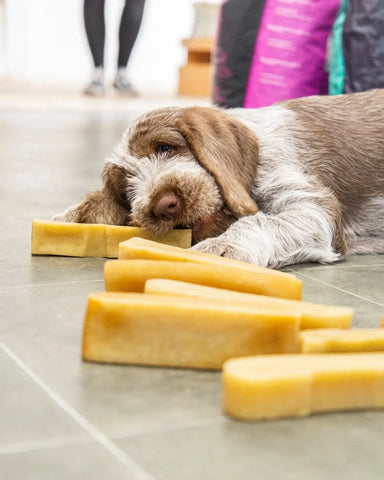 Yakers à mâcher