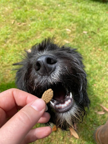 Biscuits au poisson sans céréales pour chiens