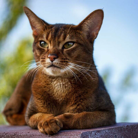 Exemple de photo de la race de chat abyssin