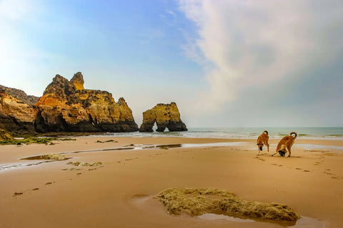 Chiens sur la plage