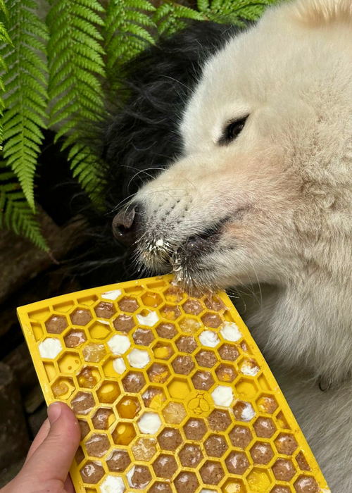 Best Selling Natural Dog Treats Collection Featuring Polar Bear the Samoyed with a lickmat.