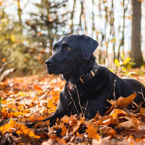 Black Labrador Retriever