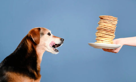 Dog Pancake Recipe for Pancake Day