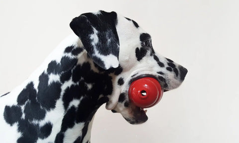 Sécurité des jouets pour chiens