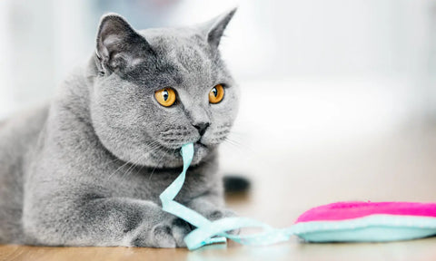 Sécurité des jouets pour chats