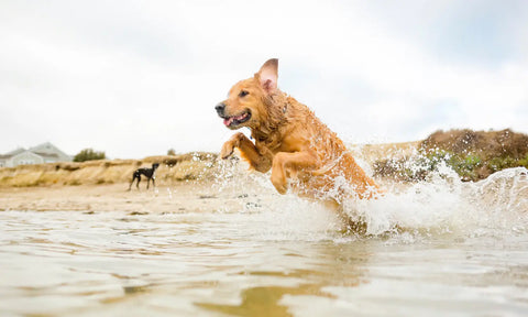 Dogs on a beach trip