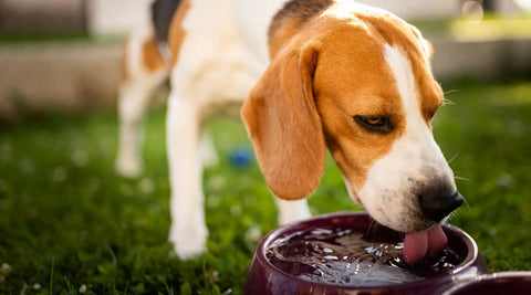 Chiens pendant un coup de chaleur en été