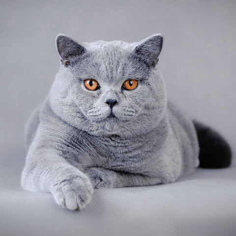 Exemple de race de chat British Shorthair