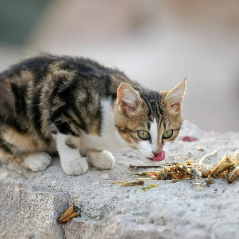 Cat Eating Fish on a Wall