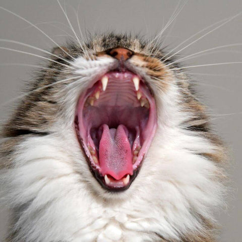 Cat Showing Its Teeth