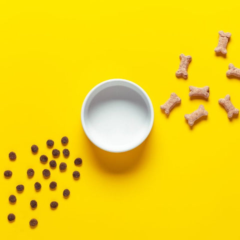 Dog Food and Bowl Stored Improperly