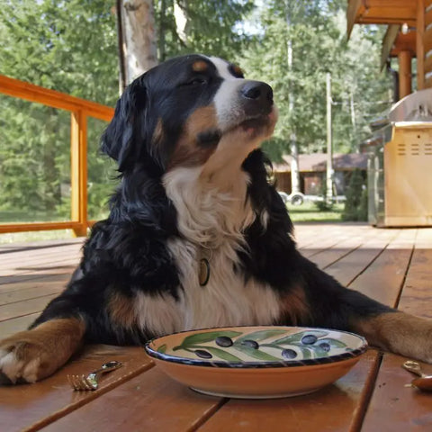 Dog Eating at a Table Like a Human