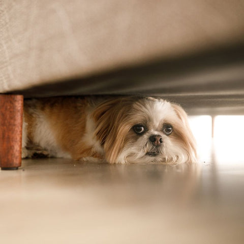 Dog Hiding Under a Sofa
