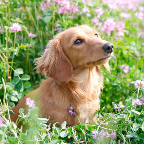 Chien dans un parterre de fleurs