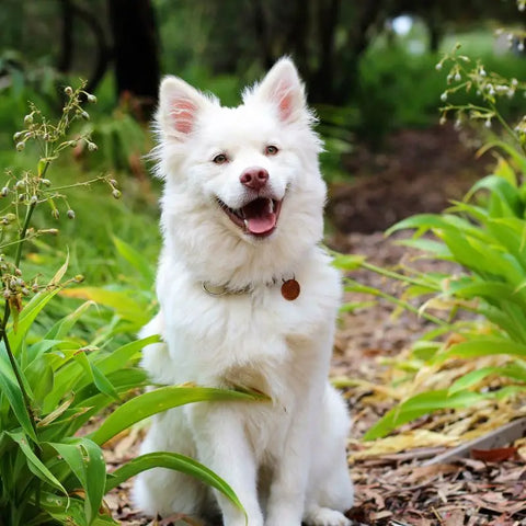 Chien dehors, profitant de la nature