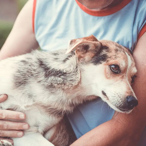 Dog Receiving a Well deserved Hug