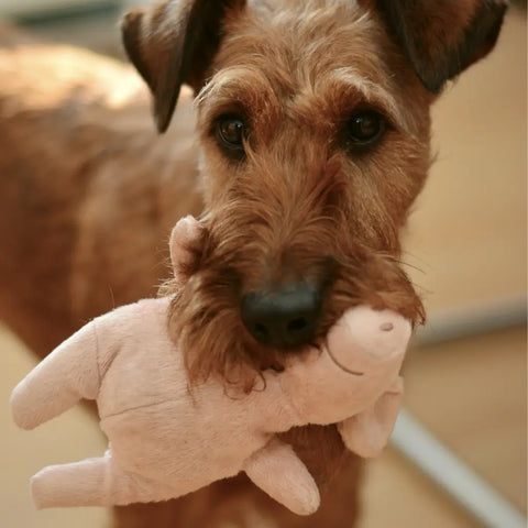 Les peluches et votre chien