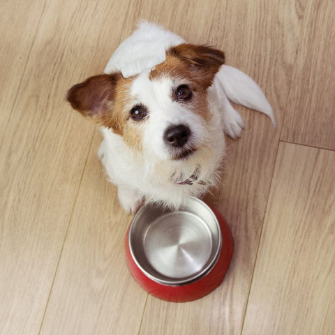 Dog With Empty Dog Food Bowl
