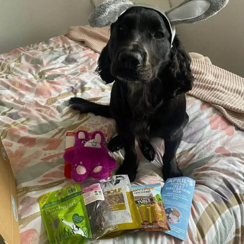 Chien avec boîte d'abonnement pour animaux de compagnie naturels de Cornouailles