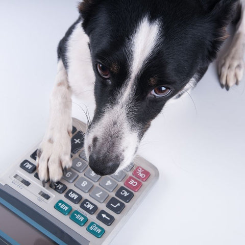 Chien avec une calculatrice