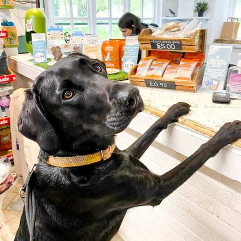 Chien au comptoir avec des sacs de friandises végétariennes