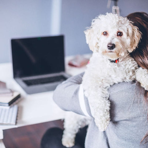 Un chien distrait le propriétaire de l'ordinateur