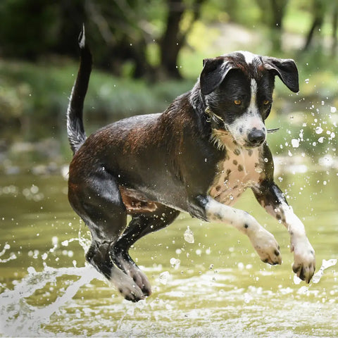 Chien mi-saut dans le ruisseau