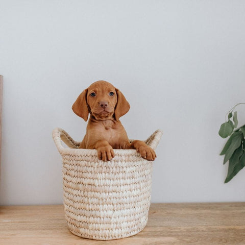 Chien jouant dans une poubelle