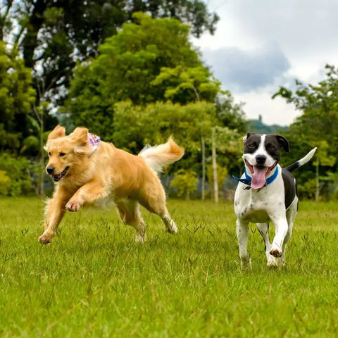 Deux chiens qui courent dehors