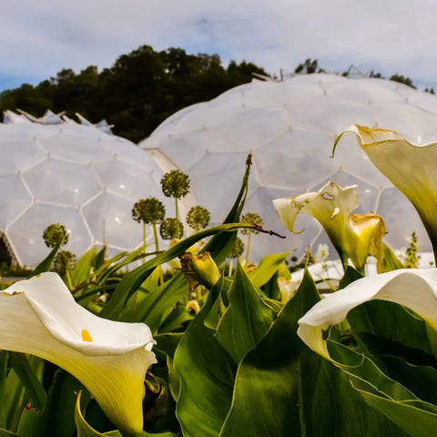 Biomes du projet Eden