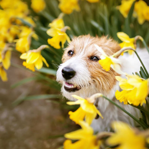 Chien heureux dans un patch fleuri