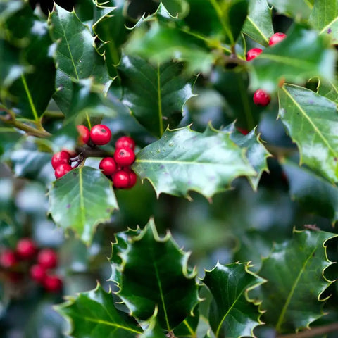 Houx comme décoration à Noël