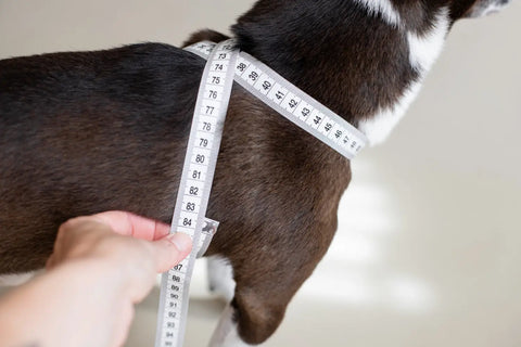 Cross Leather Harness