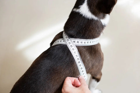 Cross Leather Harness