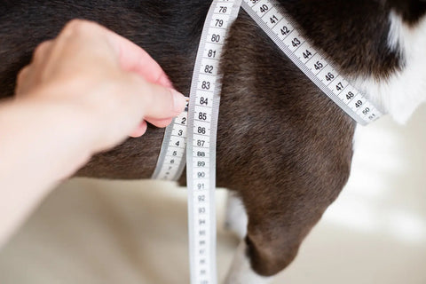 Cross Leather Harness