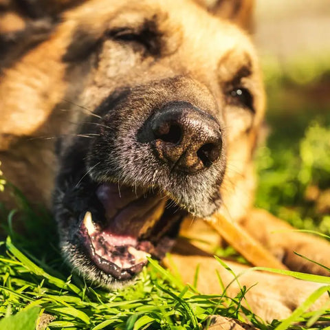 Grand chien appréciant la mastication du chien