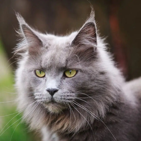 Exemple de race de chat Maine Coon