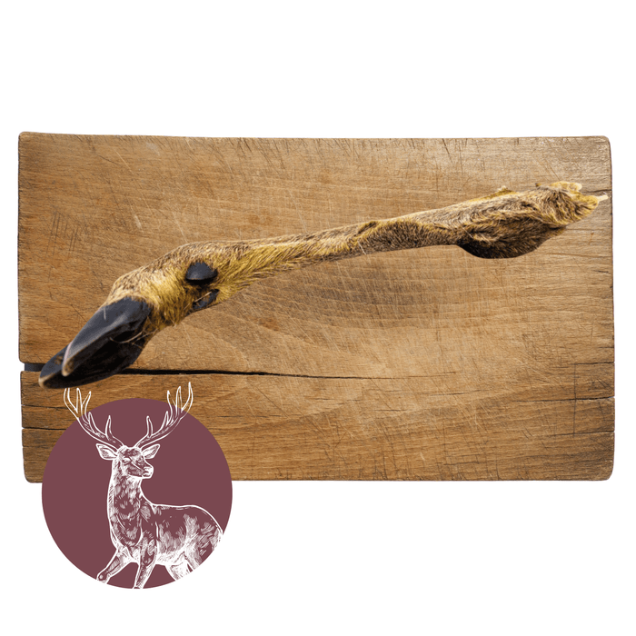 Natural venison foot with fur meat chew for dogs.