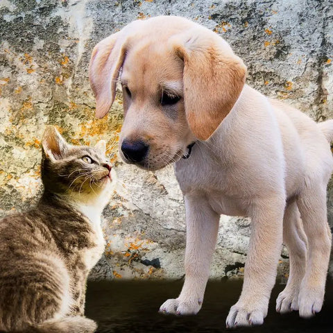 Chiot et chaton à la maison