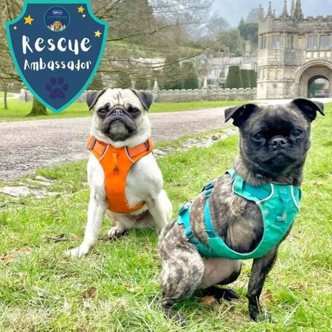 Branche RSPCA de Cornwall - Ambassadeurs de sauvetage